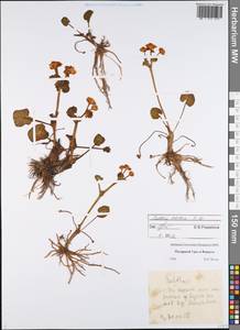 Caltha palustris var. radicans (T. F. Forst.) Beck, Eastern Europe, Northern region (E1) (Russia)