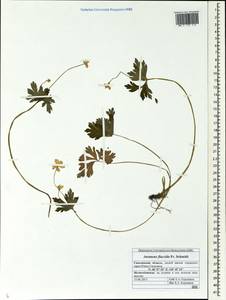 Anemonastrum flaccidum (F. Schmidt) Mosyakin, Siberia, Russian Far East (S6) (Russia)