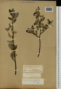 Salix cinerea × dasyclados, Eastern Europe, Central region (E4) (Russia)
