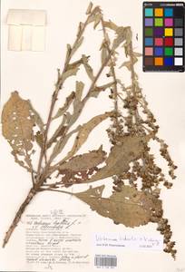 MHA 0 158 902, Verbascum lychnitis × chaixii, Eastern Europe, South Ukrainian region (E12) (Ukraine)