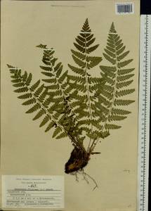 Dryopteris filix-mas (L.) Schott, Eastern Europe, Central region (E4) (Russia)