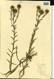 Carlina vulgaris L., Eastern Europe, Central region (E4) (Russia)