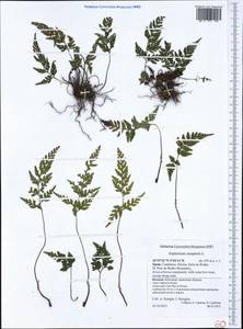 Asplenium onopteris L., Western Europe (EUR) (Spain)