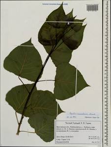 Populus ×canadensis Moench, Eastern Europe, Central forest region (E5) (Russia)