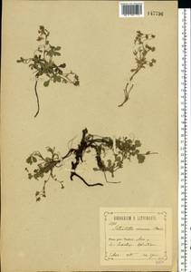Potentilla cinerea subsp. incana (G. Gaertn., B. Mey. & Scherb.) Asch., Eastern Europe, Central forest-and-steppe region (E6) (Russia)