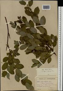 Salix caprea × myrsinifolia, Eastern Europe, Moscow region (E4a) (Russia)