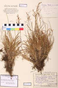 Carex ledebouriana C.A.Mey. ex Trevir., Siberia, Central Siberia (S3) (Russia)