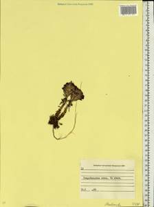 Orobanche, Eastern Europe, North Ukrainian region (E11) (Ukraine)