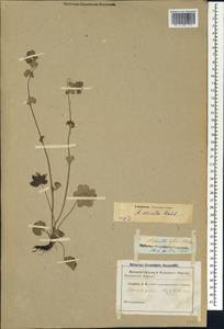 Alchemilla sericata Rchb., Caucasus (no precise locality) (K0)