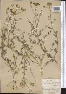 Haplophyllum bungei Trautv., Middle Asia, Muyunkumy, Balkhash & Betpak-Dala (M9) (Kazakhstan)
