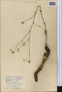 Chaerophyllum macrospermum (Willd. ex Spreng.) Fisch. & C. A. Mey., Middle Asia, Kopet Dag, Badkhyz, Small & Great Balkhan (M1) (Turkmenistan)