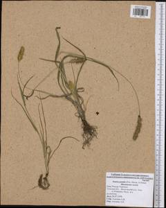 Setaria pumila (Poir.) Roem. & Schult., Eastern Europe, Central region (E4) (Russia)