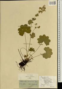 Alchemilla sarmatica Juz., Eastern Europe, Central region (E4) (Russia)
