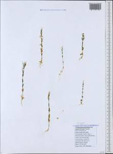 Centaurium pulchellum var. meyeri (Bunge) Omer, Caucasus, Black Sea Shore (from Novorossiysk to Adler) (K3) (Russia)