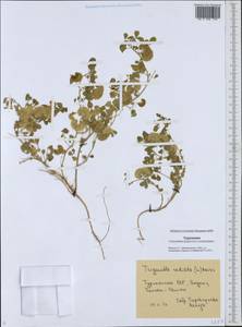 Medicago radiata L., Middle Asia, Karakum (M6) (Turkmenistan)