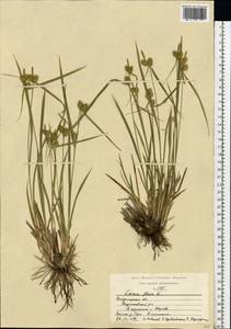 Carex flava L., Eastern Europe, Central region (E4) (Russia)