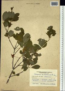 Euonymus sachalinensis (F. Schmidt) Maxim., Siberia, Russian Far East (S6) (Russia)