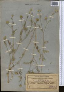 Torilis leptophylla (L.) Rchb. fil., Middle Asia, Syr-Darian deserts & Kyzylkum (M7) (Kazakhstan)