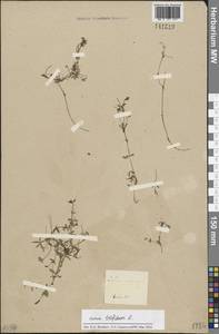 Galium uliginosum L., Siberia, Baikal & Transbaikal region (S4) (Russia)