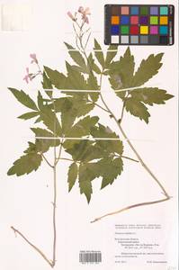 Cardamine bulbifera (L.) Crantz, Eastern Europe, Central forest-and-steppe region (E6) (Russia)