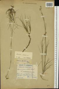 Eremogone saxatilis (L.) Ikonn., Eastern Europe, Volga-Kama region (E7) (Russia)
