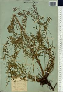 Onobrychis arenaria subsp. sibirica (Besser)P.W.Ball, Siberia, Yakutia (S5) (Russia)