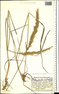 Calamagrostis arundinacea (L.) Roth, Caucasus, Stavropol Krai, Karachay-Cherkessia & Kabardino-Balkaria (K1b) (Russia)