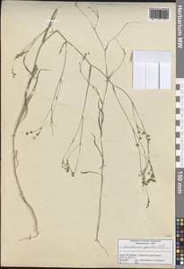 Bupleurum gerardi All., South Asia, South Asia (Asia outside ex-Soviet states and Mongolia) (ASIA) (Turkey)