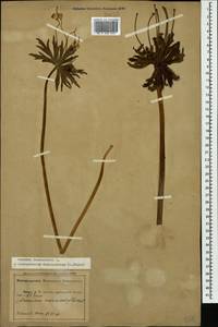 Anemonastrum narcissiflorum subsp. fasciculatum (L.) Raus, Caucasus, Abkhazia (K4a) (Abkhazia)