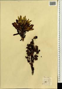 Magnoliopsida, Africa (AFR) (Spain)