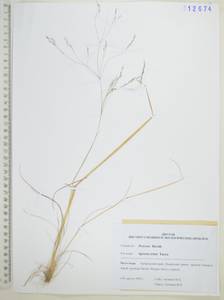 Agrostis vinealis Schreb., Siberia, Russian Far East (S6) (Russia)