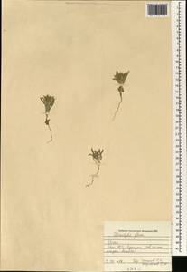 Atractylis carduus (Forssk.) C.Chr., South Asia, South Asia (Asia outside ex-Soviet states and Mongolia) (ASIA) (Iraq)