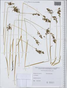 Anthoxanthum glabrum (Trin.) Veldkamp, Siberia, Chukotka & Kamchatka (S7) (Russia)