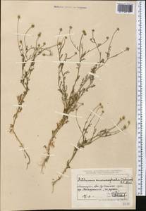 Anthemis microcephala (Schrenk) B. Fedtsch., Middle Asia, Northern & Central Tian Shan (M4) (Kazakhstan)