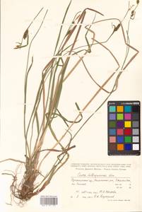 Carex latisquamea Kom., Siberia, Russian Far East (S6) (Russia)