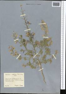 Delphinium camptocarpum Fisch. & C. A. Mey., Middle Asia, Karakum (M6) (Turkmenistan)