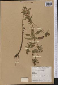 Lysimachia hybrida Michx., America (AMER) (Canada)