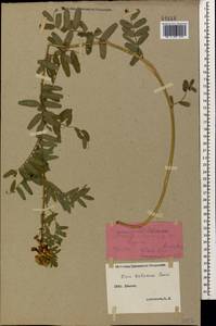 Vicia balansae Boiss., Caucasus, Stavropol Krai, Karachay-Cherkessia & Kabardino-Balkaria (K1b) (Russia)