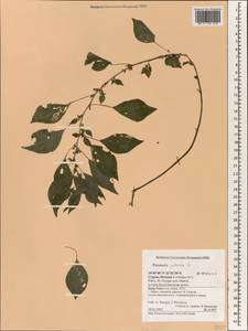 Parietaria judaica L., South Asia, South Asia (Asia outside ex-Soviet states and Mongolia) (ASIA) (Cyprus)