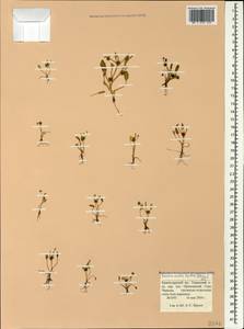 Ranunculus lateriflorus DC., Caucasus, Krasnodar Krai & Adygea (K1a) (Russia)