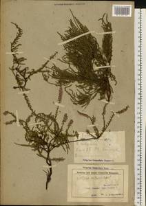 Calluna vulgaris (L.) Hull, Eastern Europe, Belarus (E3a) (Belarus)