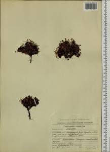 Androsace ochotensis Willd. ex Roem. & Schult., Siberia, Chukotka & Kamchatka (S7) (Russia)