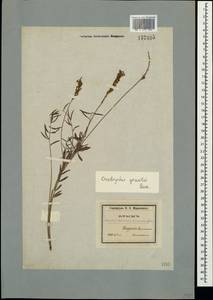 Onobrychis gracilis Besser, Crimea (KRYM) (Russia)