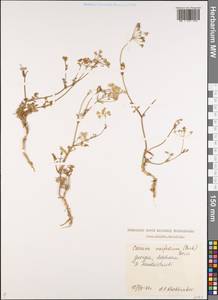 Carum meifolium (M. Bieb.) Boiss., Caucasus, Georgia (K4) (Georgia)
