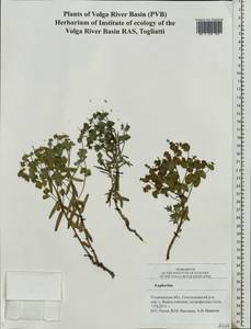 Euphorbia, Eastern Europe, Middle Volga region (E8) (Russia)