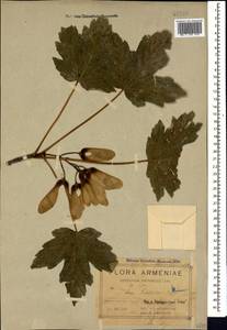 Acer heldreichii subsp. trautvetteri (Medvedev) A. E. Murray, Caucasus, Armenia (K5) (Armenia)