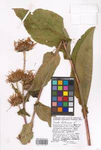 Inula helenium L., Eastern Europe, Moscow region (E4a) (Russia)