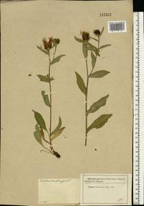 Centaurea phrygia L., Eastern Europe, Moscow region (E4a) (Russia)