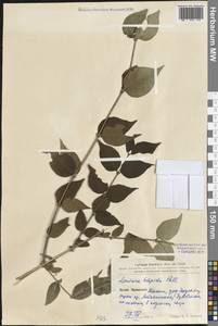 Lonicera hispida Pall. ex Schult., South Asia, South Asia (Asia outside ex-Soviet states and Mongolia) (ASIA) (China)