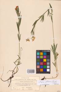 Lathyrus pallescens (M.Bieb.) K.Koch, Eastern Europe, Eastern region (E10) (Russia)